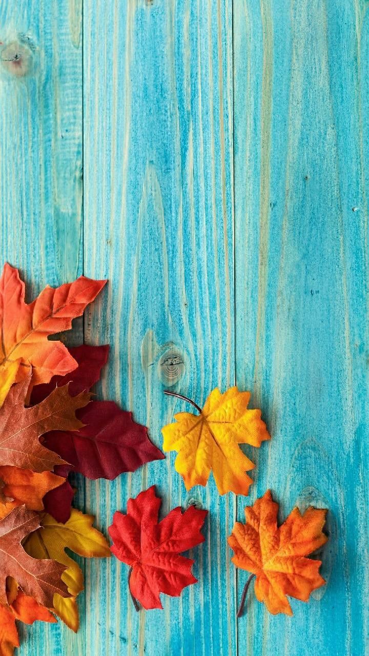 carta da parati autunno autunno,foglia,natura,arancia,rosso,giallo