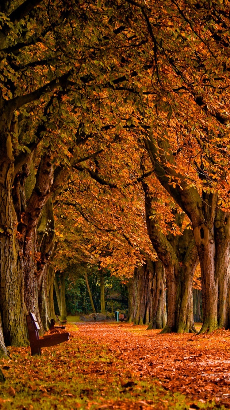 carta da parati autunno autunno,albero,paesaggio naturale,natura,foglia,autunno