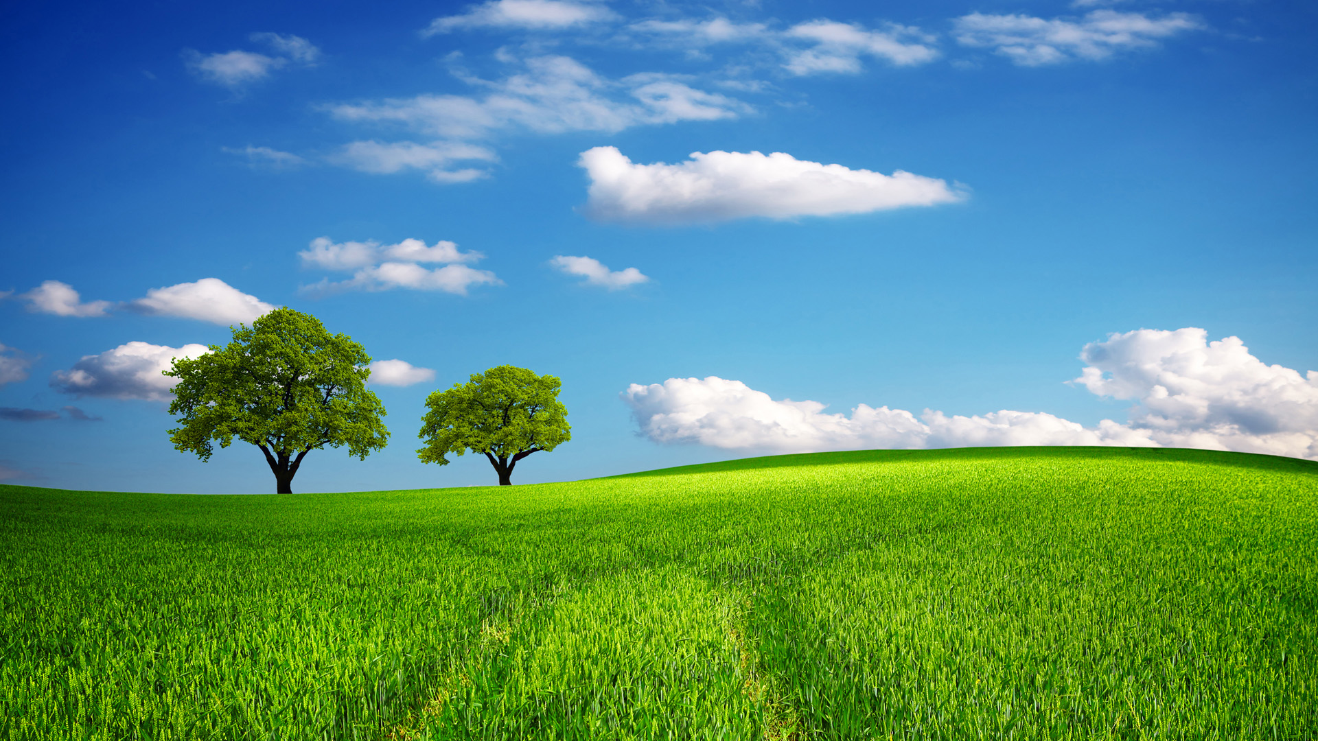 green field wallpaper,natürliche landschaft,grün,himmel,natur,wiese