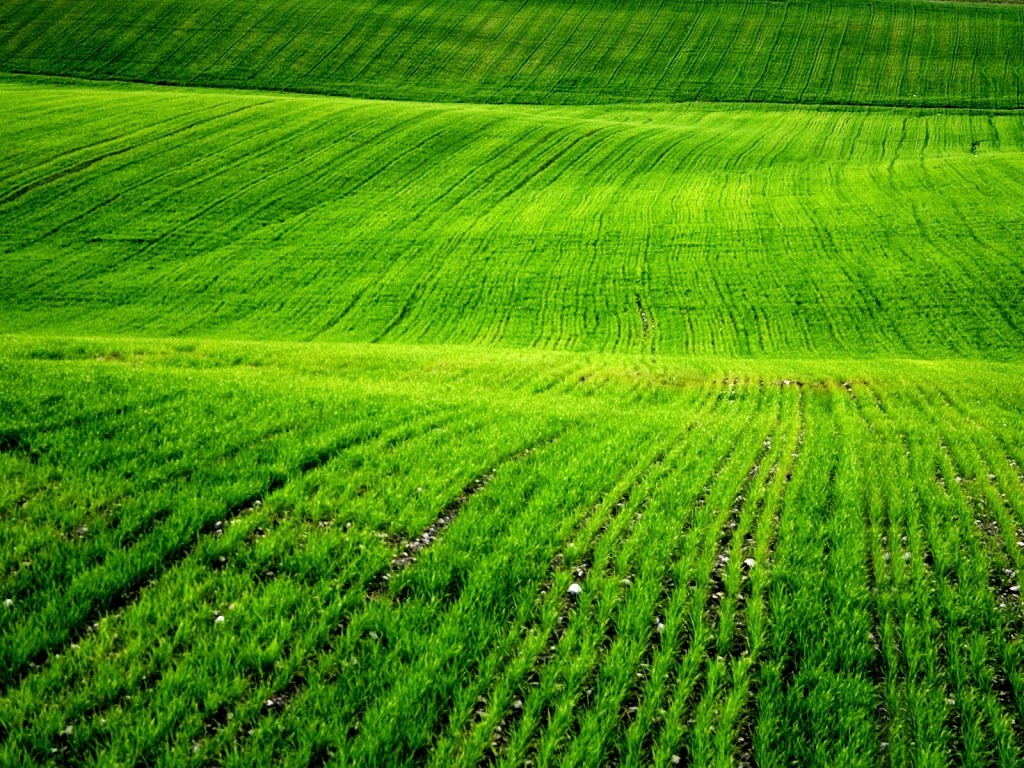 green field wallpaper,grün,feld,wiese,gras,plantage