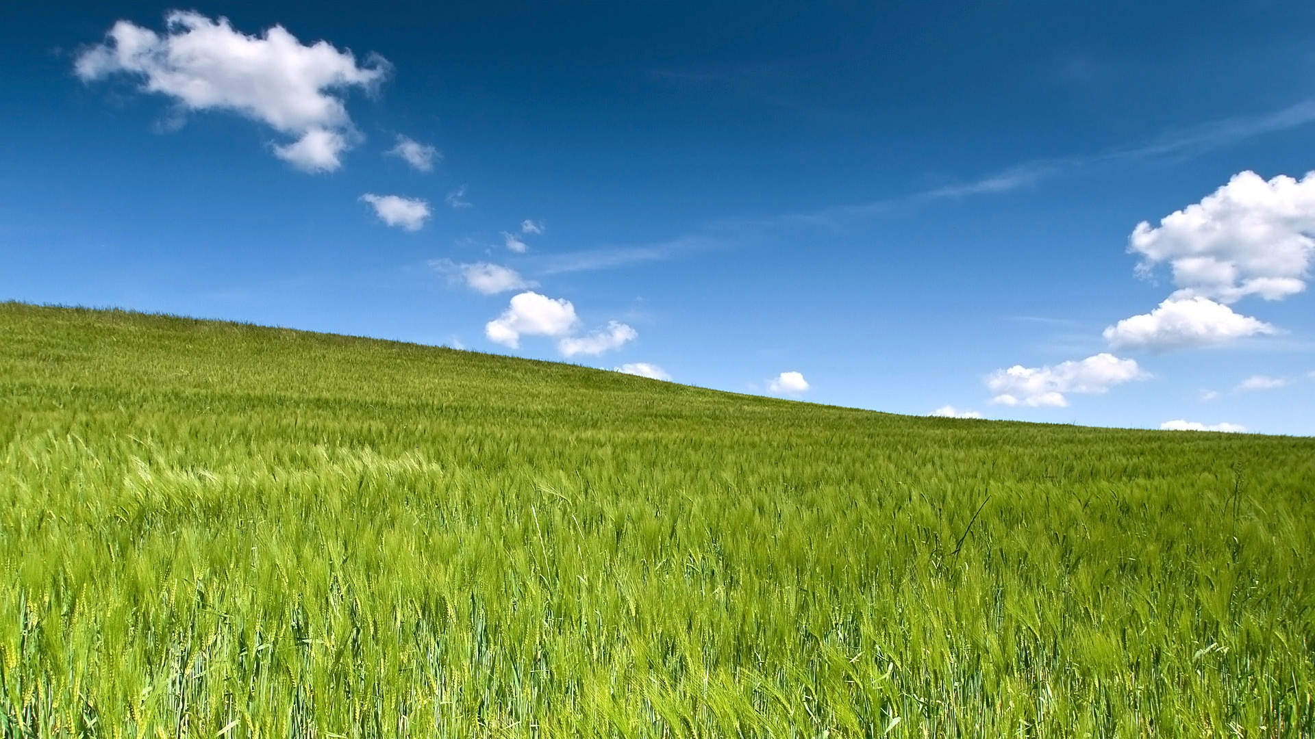 fond d'écran champ vert,prairie,paysage naturel,ciel,la nature,champ