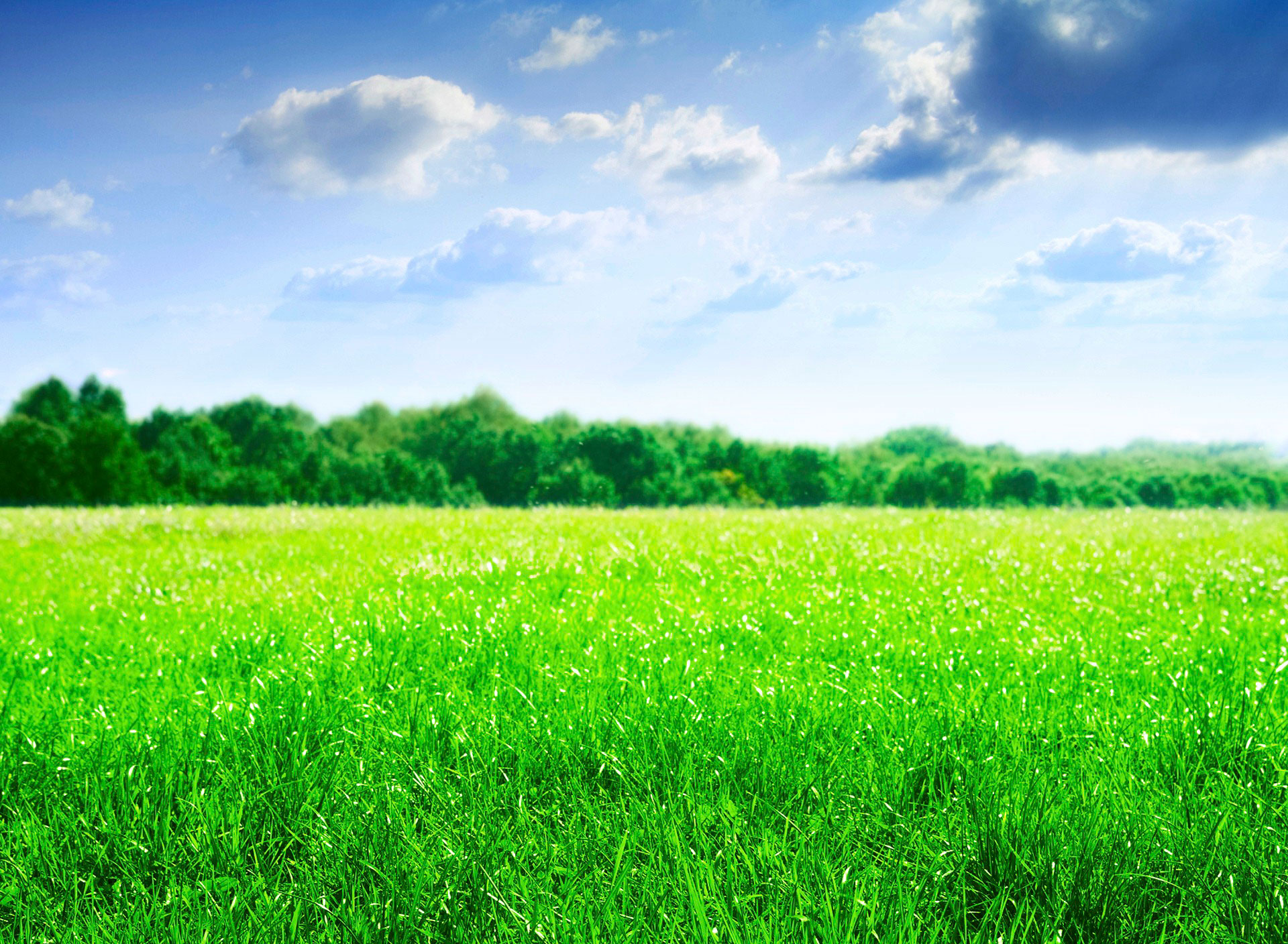 緑の野原の壁紙,自然の風景,草原,緑,空,自然
