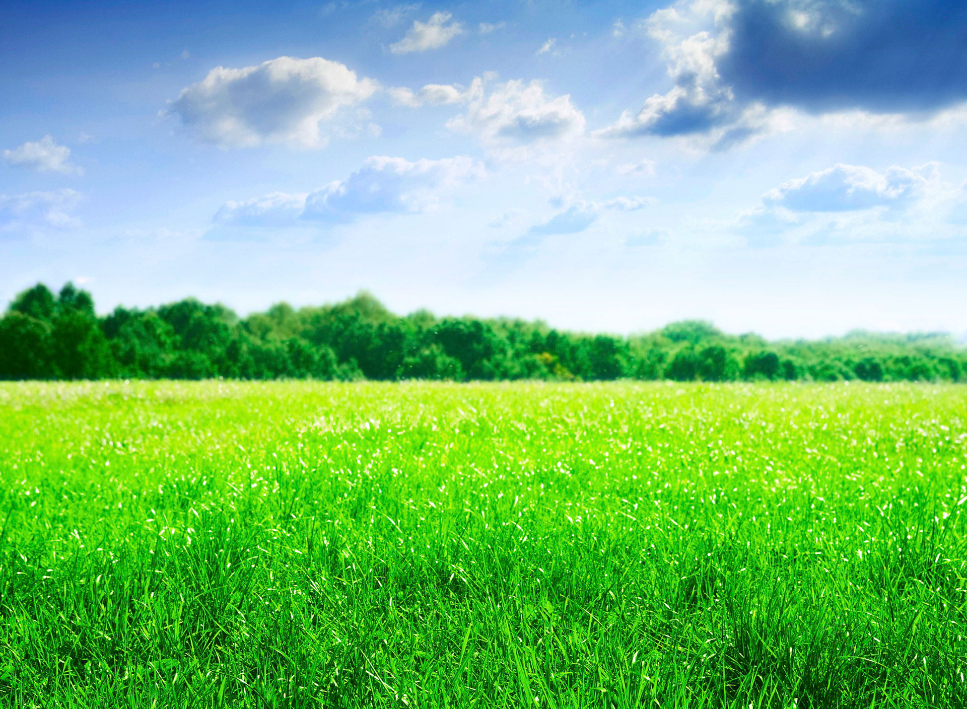 green field wallpaper,natürliche landschaft,wiese,grün,himmel,natur