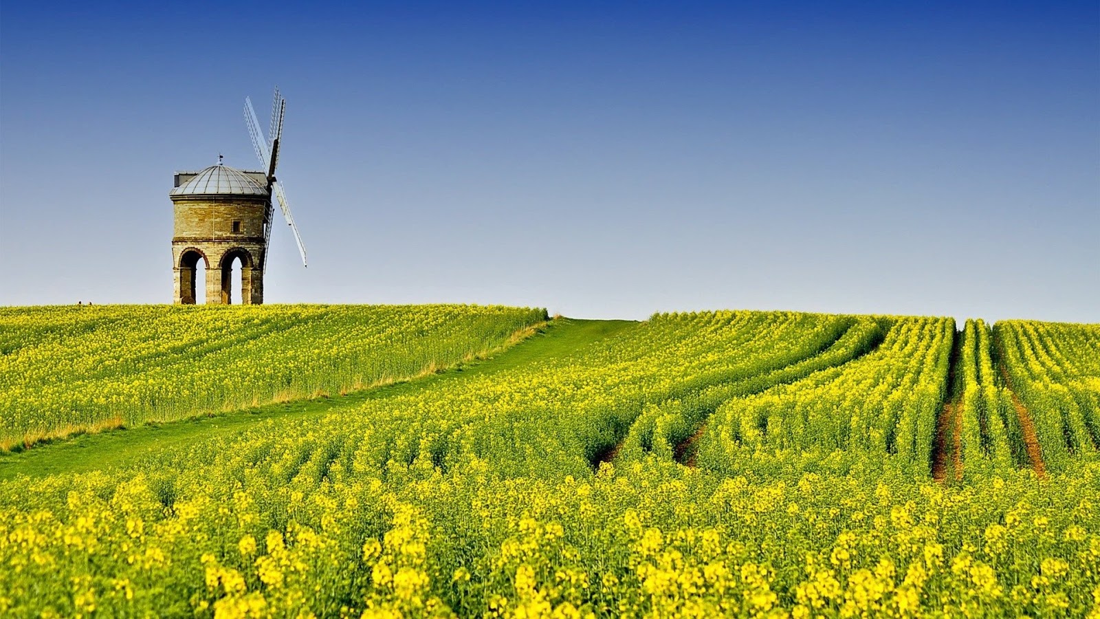 green field wallpaper,feld,natürliche landschaft,raps,natur,gelb