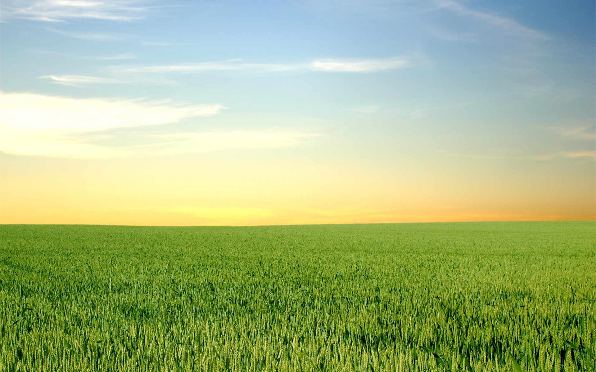 fondo de pantalla de campo verde,campo,cielo,pradera,naturaleza,paisaje natural