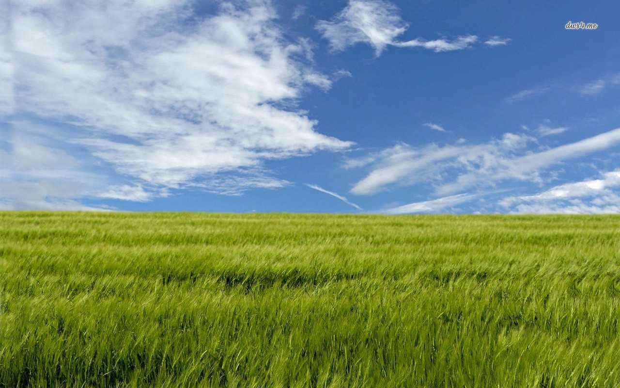 Green Field Wallpaper- WallpaperUse