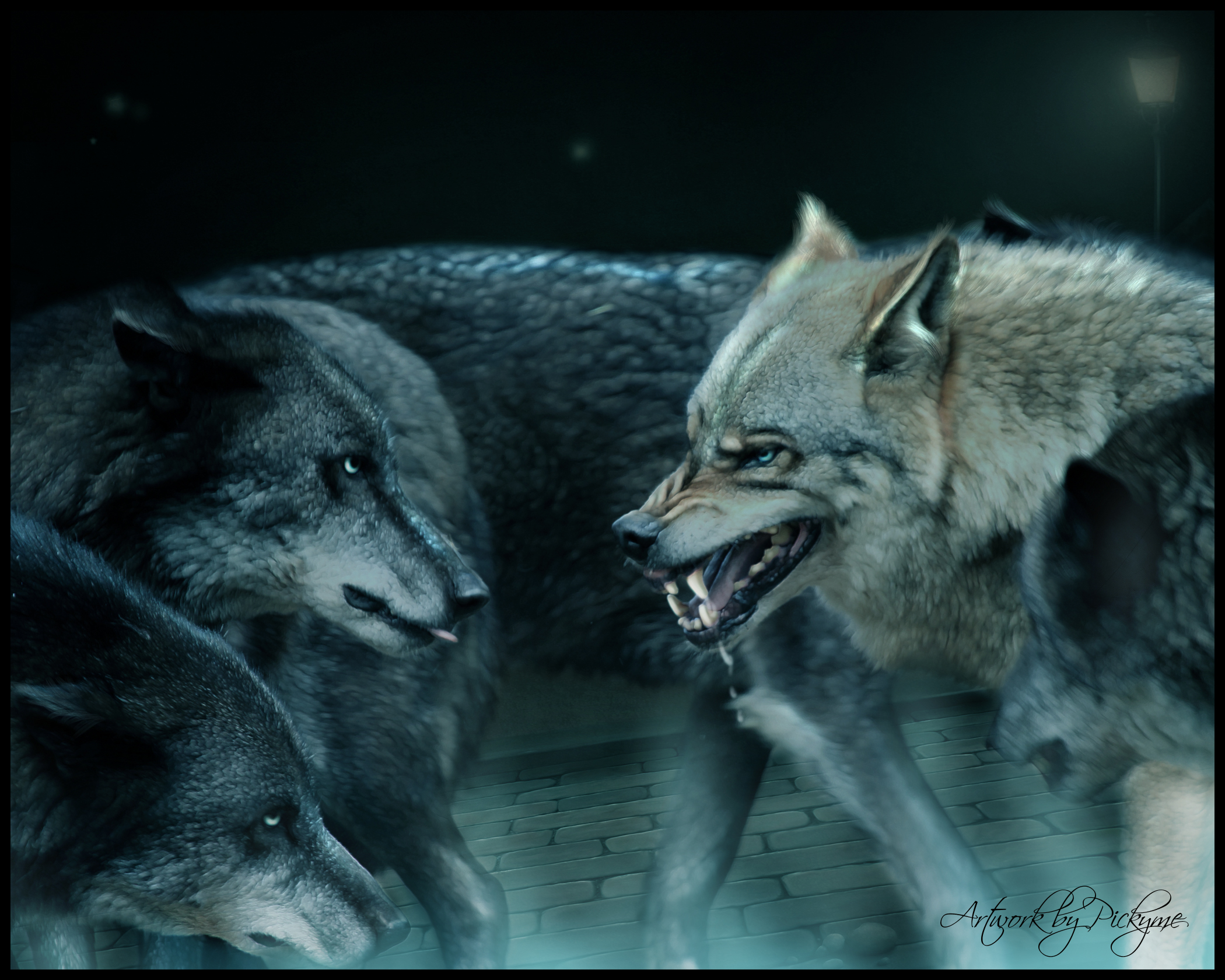 alpha männliche tapete,tierwelt,wolf,canis lupus tundrarum,roter wolf,erfundener charakter