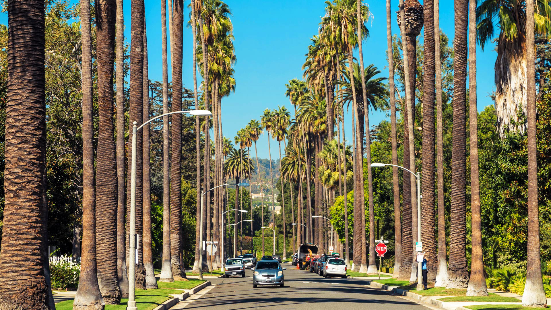 fond d'écran de beverly hills,arbre,plante ligneuse,jour,palmier,plante