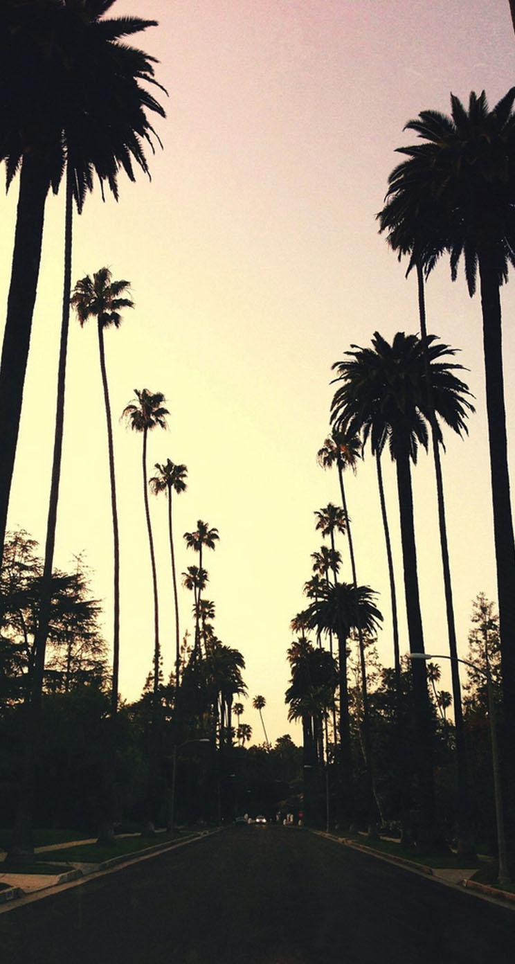 beverly hills wallpaper,tree,nature,palm tree,arecales,sky
