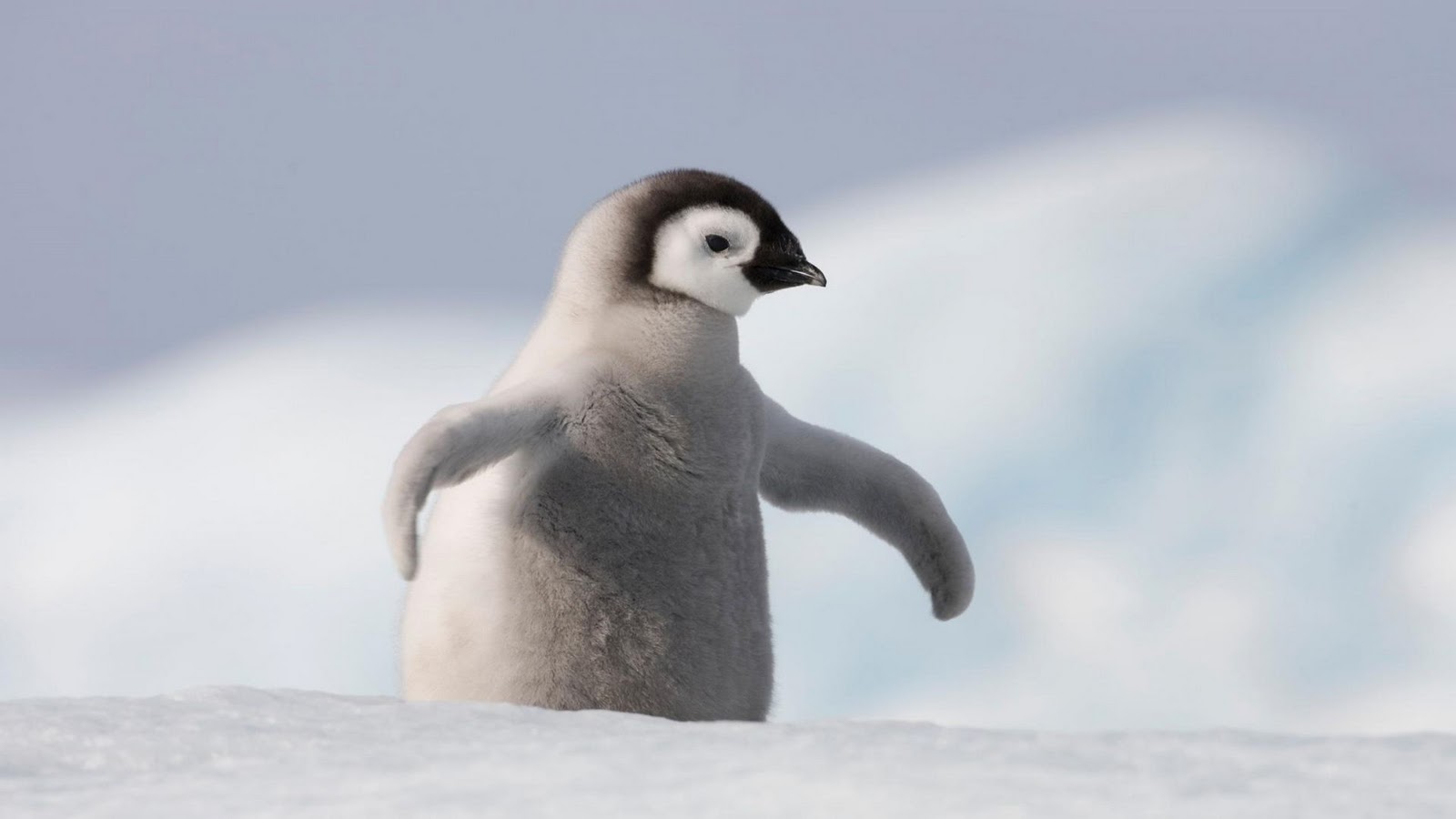 fondo de pantalla de pinguin,ave no voladora,pájaro,pingüino,pingüino emperador,ártico