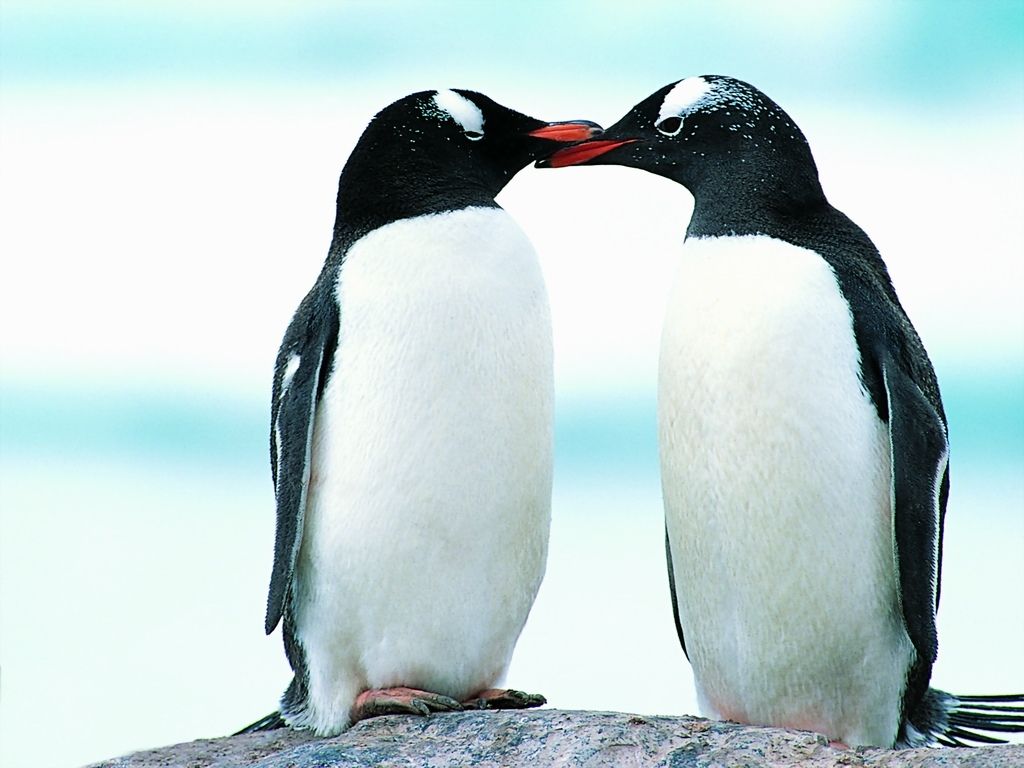 pinguin tapete,vogel,flugunfähiger vogel,pinguin,arktis