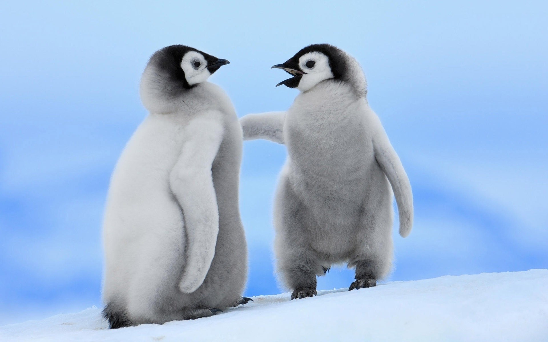 fondo de pantalla de pinguin,pingüino,pájaro,ave no voladora,pingüino emperador,ártico