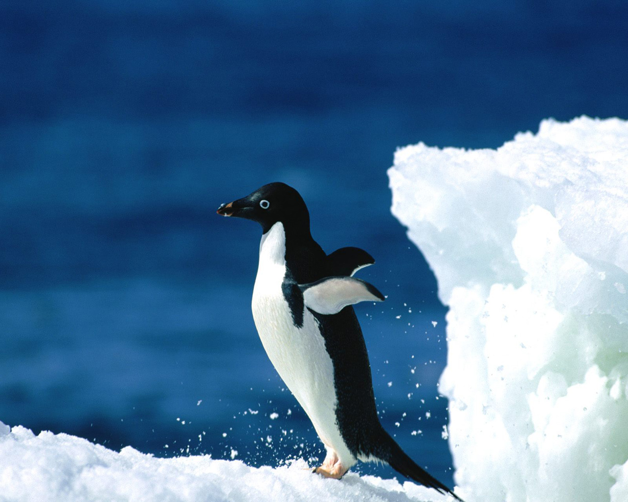 carta da parati pinguin,uccello,uccello incapace di volare,pinguino,artico,iceberg