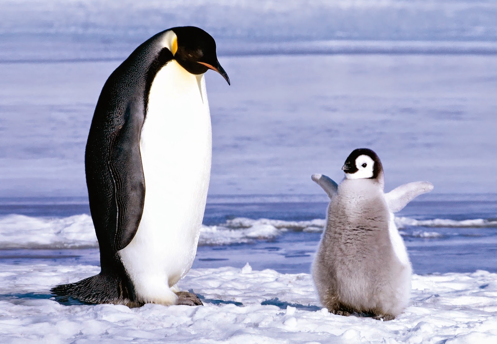 carta da parati pinguin,pinguino,uccello,uccello incapace di volare,pinguino imperatore,artico