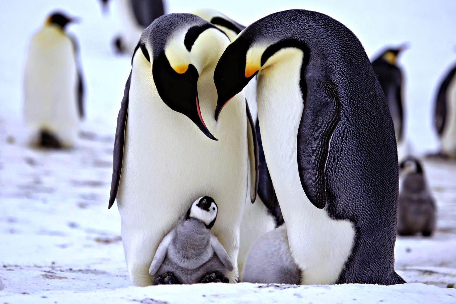 ペンギンの壁紙,ペンギン,飛べない鳥,鳥,皇帝ペンギン,キングペンギン