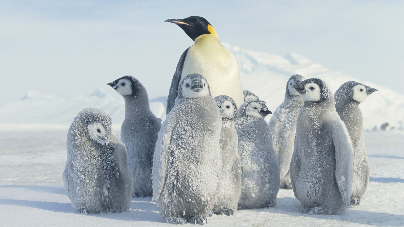 ペンギンの壁紙,ペンギン,鳥,飛べない鳥,皇帝ペンギン,キングペンギン