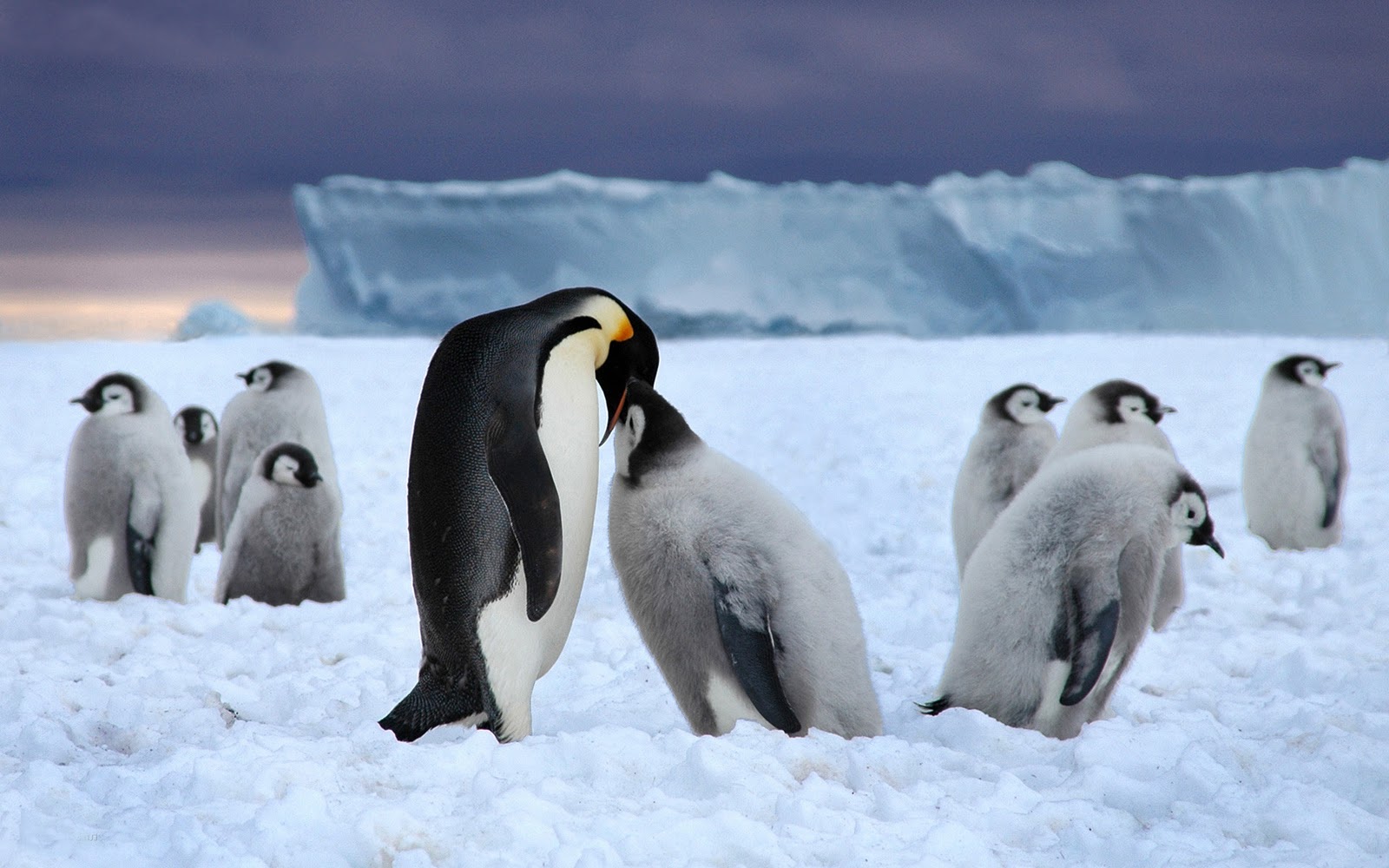 carta da parati pinguin,pinguino,uccello incapace di volare,uccello,pinguino imperatore,artico