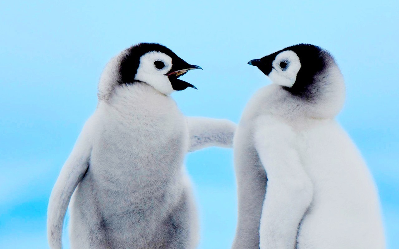 ペンギンの壁紙,飛べない鳥,鳥,ペンギン,皇帝ペンギン,毛皮