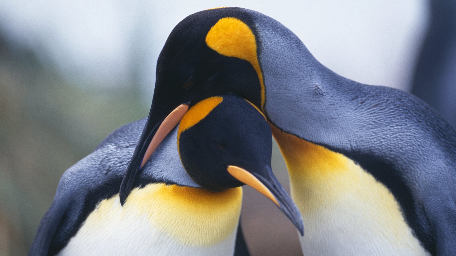 pinguin wallpaper,bird,king penguin,vertebrate,beak,penguin