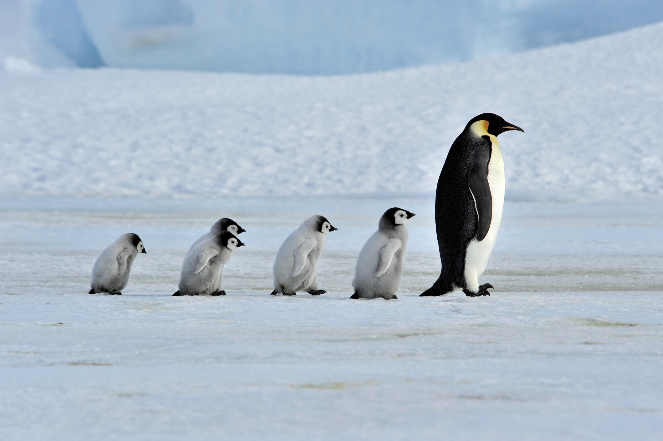 ペンギンの壁紙,ペンギン,鳥,飛べない鳥,皇帝ペンギン,北極
