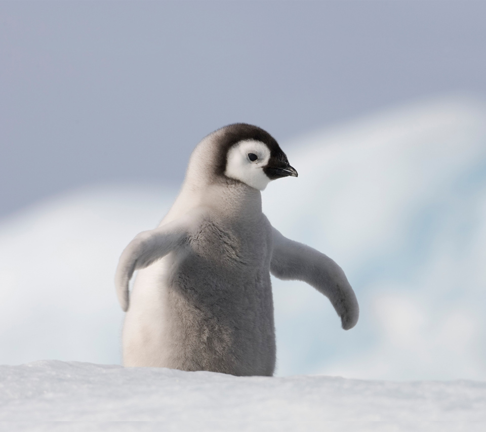 carta da parati pinguin,uccello,uccello incapace di volare,pinguino,pinguino imperatore,artico