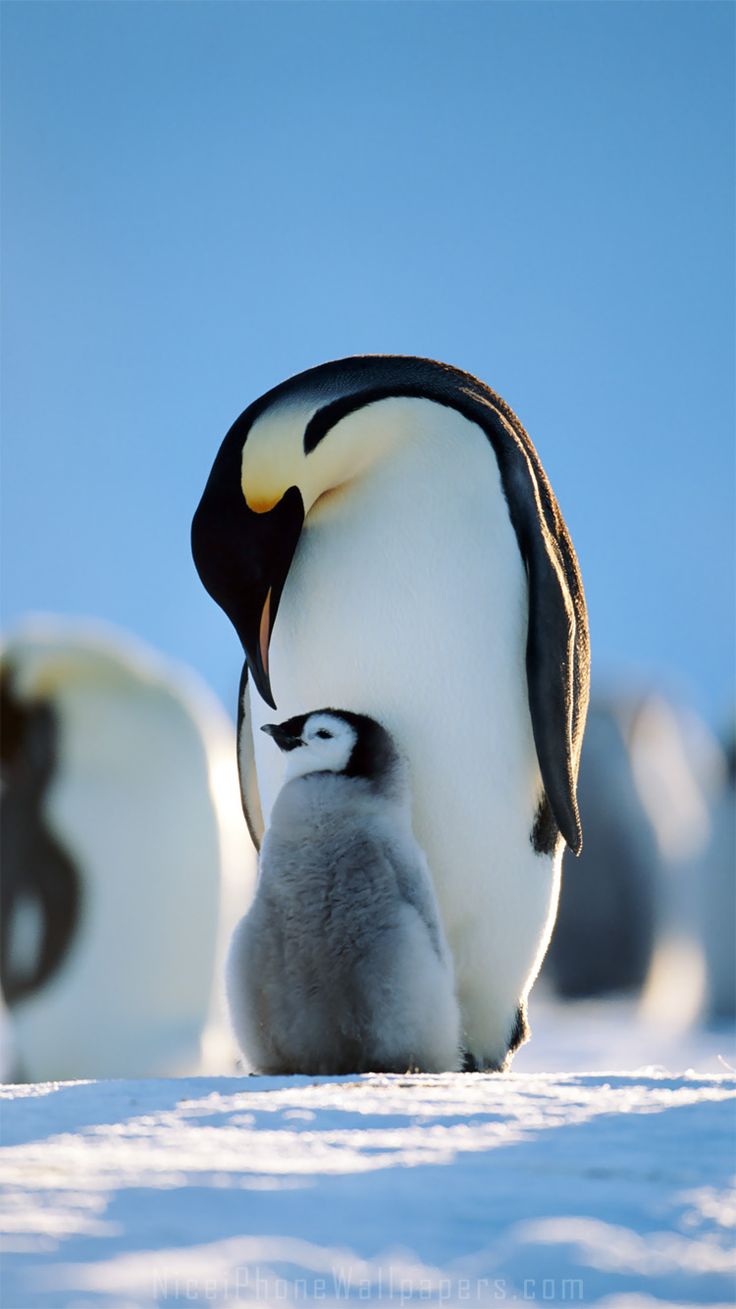 pinguin wallpaper,vertebrate,penguin,bird,flightless bird,emperor penguin