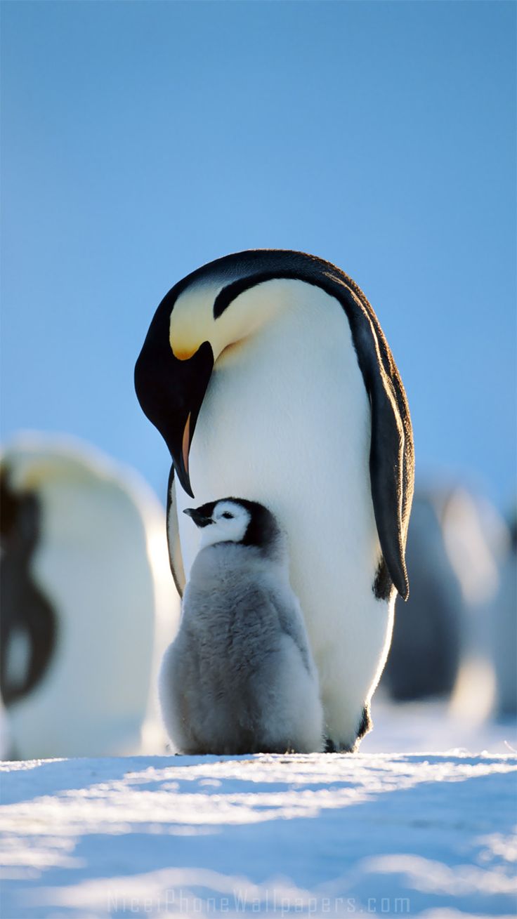 ペンギンの壁紙,ペンギン,鳥,飛べない鳥,皇帝ペンギン,北極