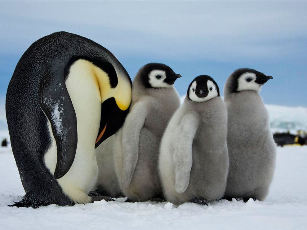 fondo de pantalla de pinguin,pájaro,pingüino,ave no voladora,pingüino emperador,animal terrestre