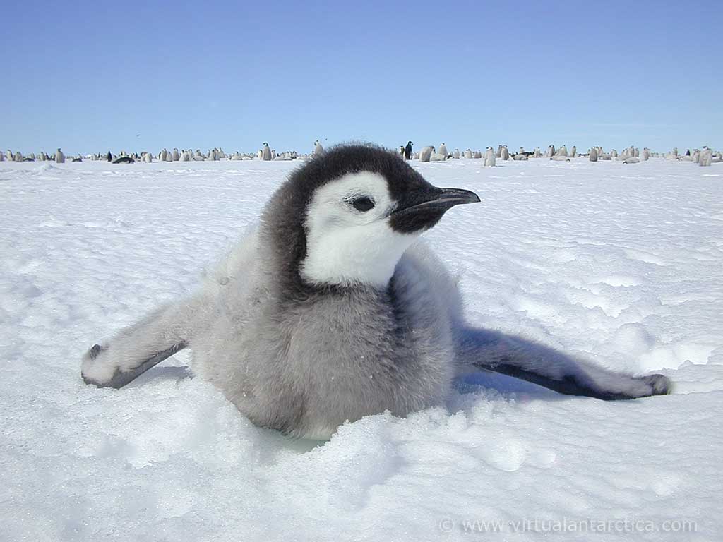 pinguin tapete,flugunfähiger vogel,vogel,pinguin,arktis,kaiserpinguin