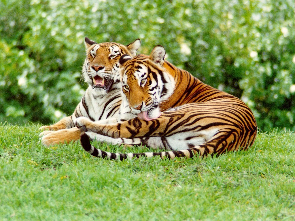 tier wallpaper,tiger,mammal,vertebrate,terrestrial animal,wildlife