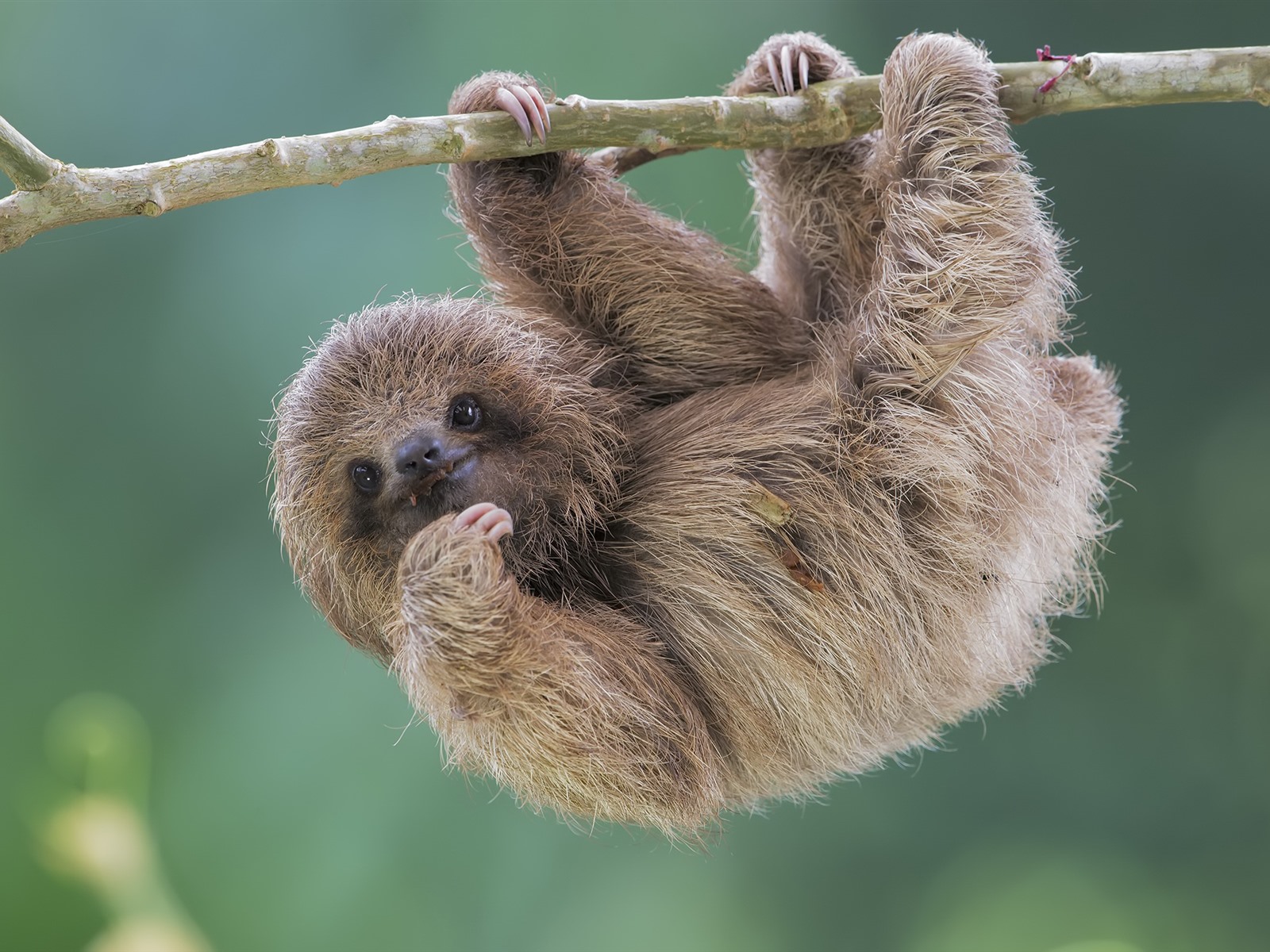 fondo de pantalla de nivel,perezoso de tres dedos,perezoso,perezoso de dos dedos,animal terrestre,primate