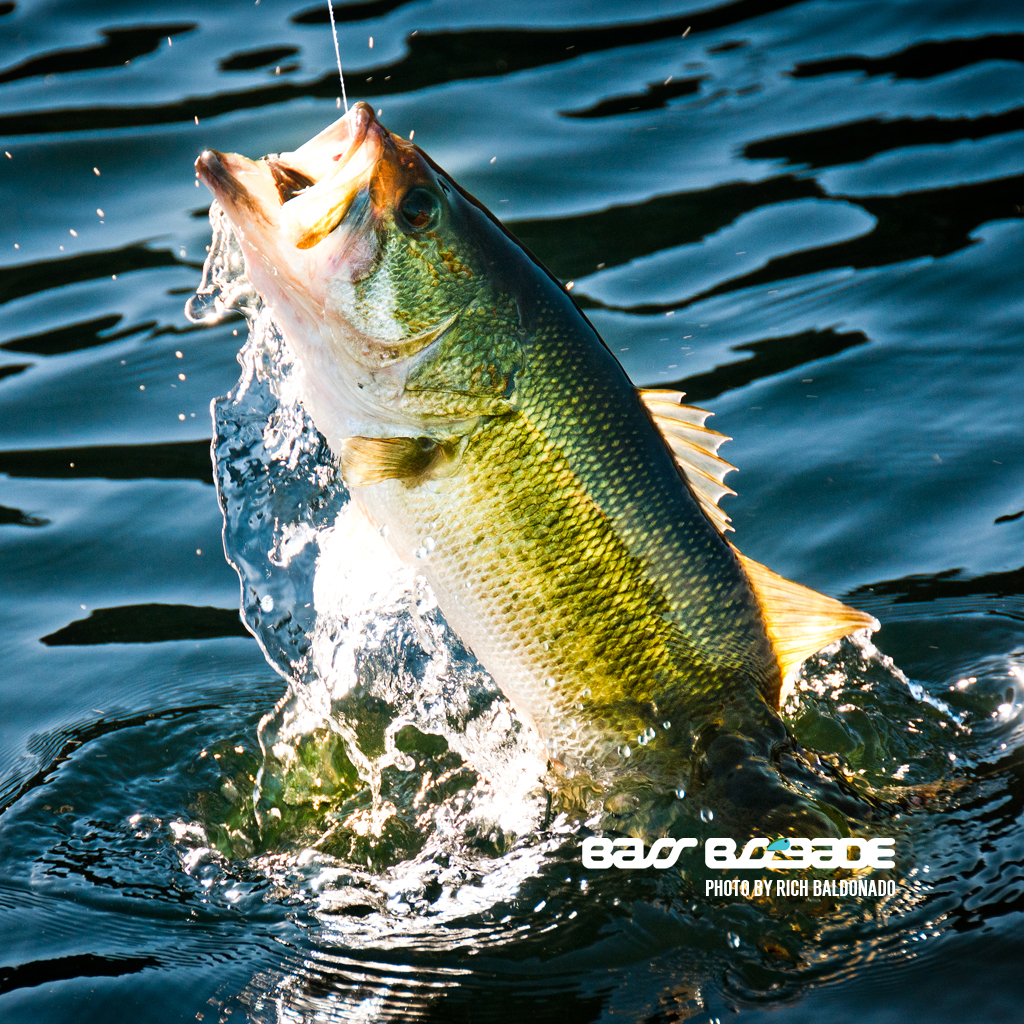 cool fishing wallpapers,fish,bass,fish,fishing,northern largemouth bass