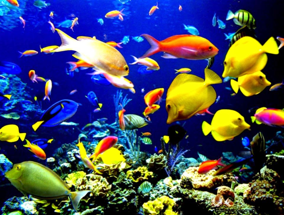 fonds d'écran de pêche cool,poisson,récif de corail,poissons de récifs coralliens,sous marin,biologie marine