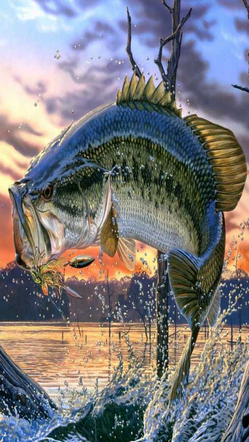 cool fishing wallpapers,fish,fish,bass,illustration