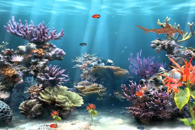 멋진 낚시 배경 화면,산호초,암초,해양 생물학,산호,자연