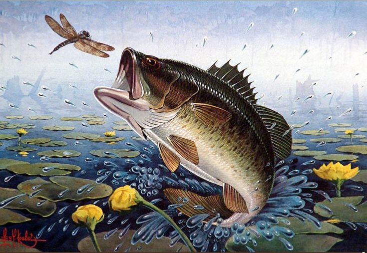 cool fishing wallpapers,fish,bass,fish,northern largemouth bass,painting