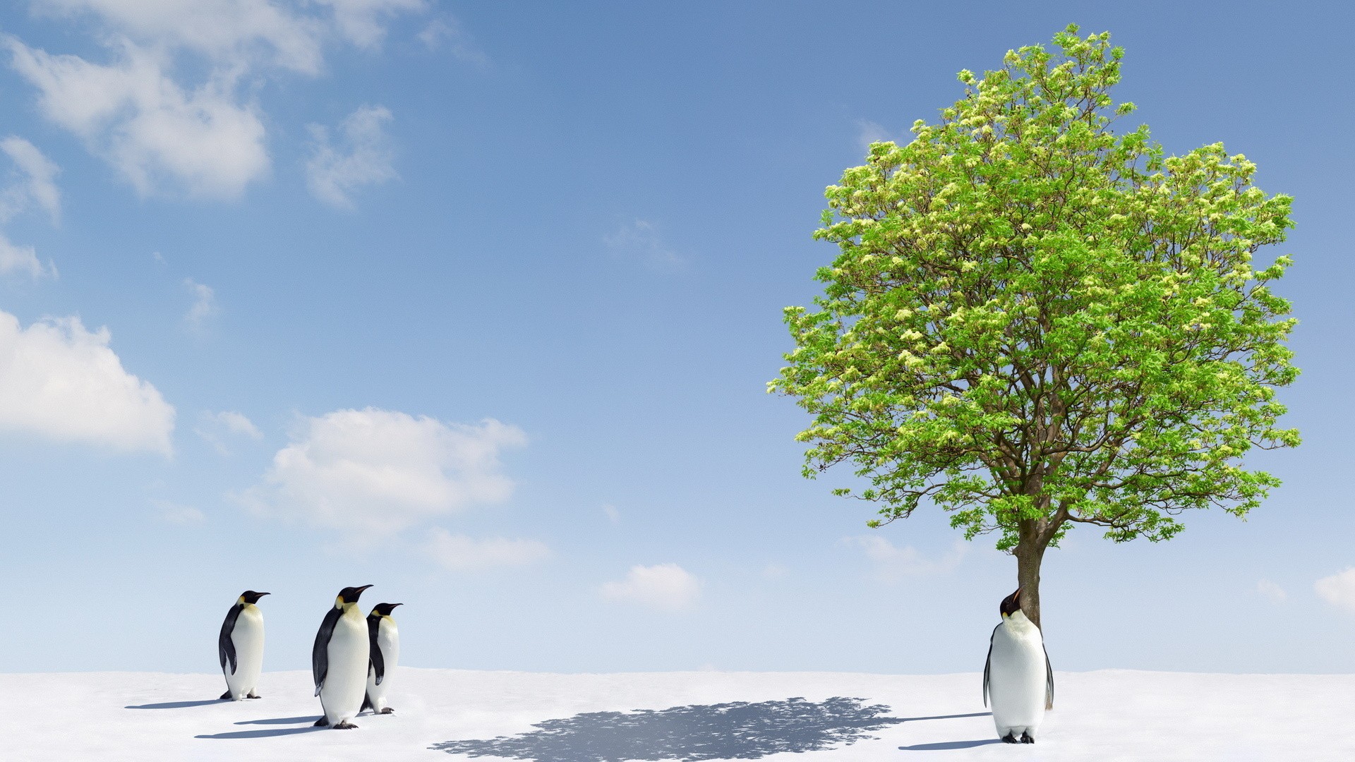 miracle wallpaper,flightless bird,penguin,bird,tree,sky