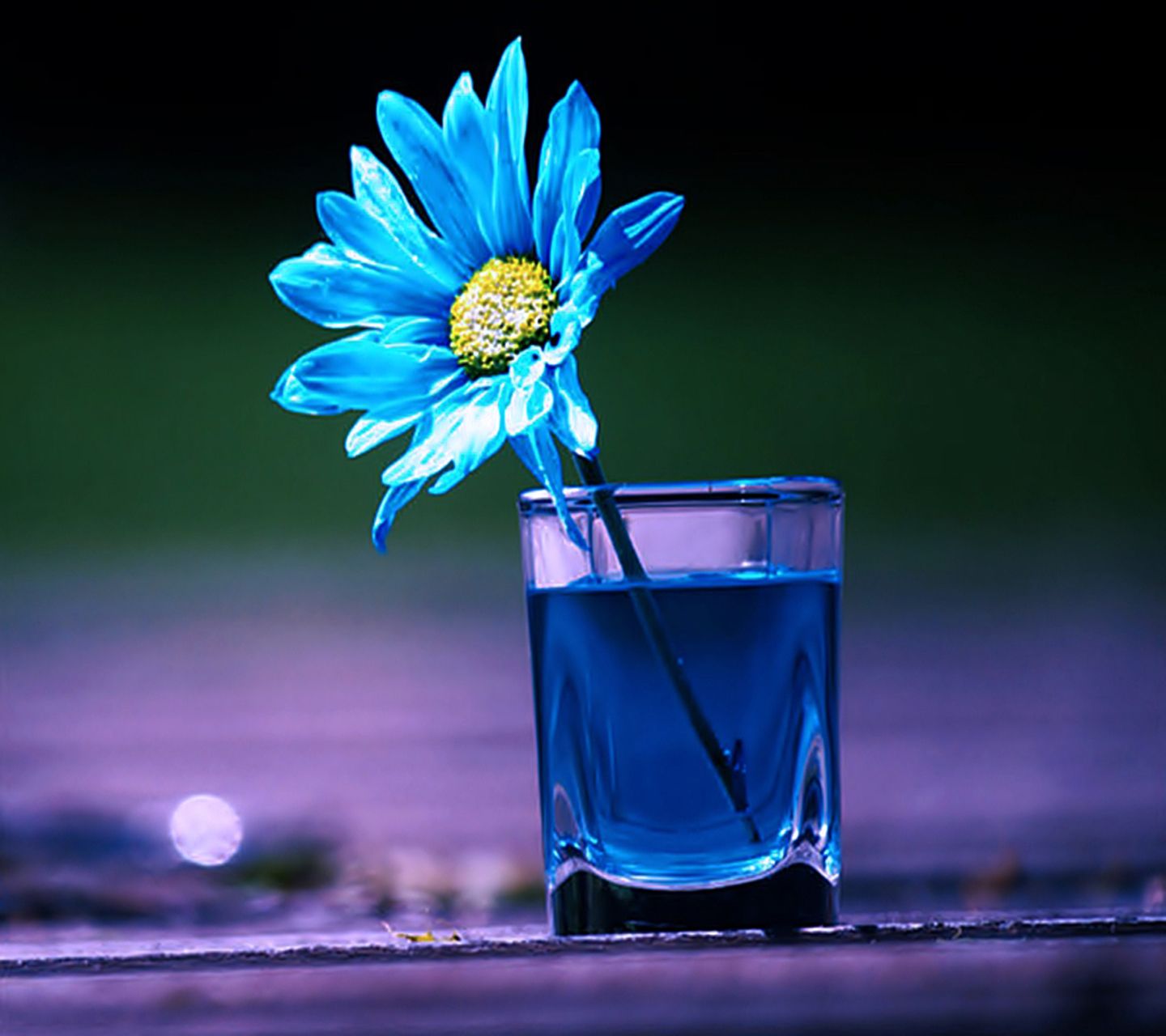 wallpapers for mobile phones,blue,cobalt blue,drink,still life photography,flower