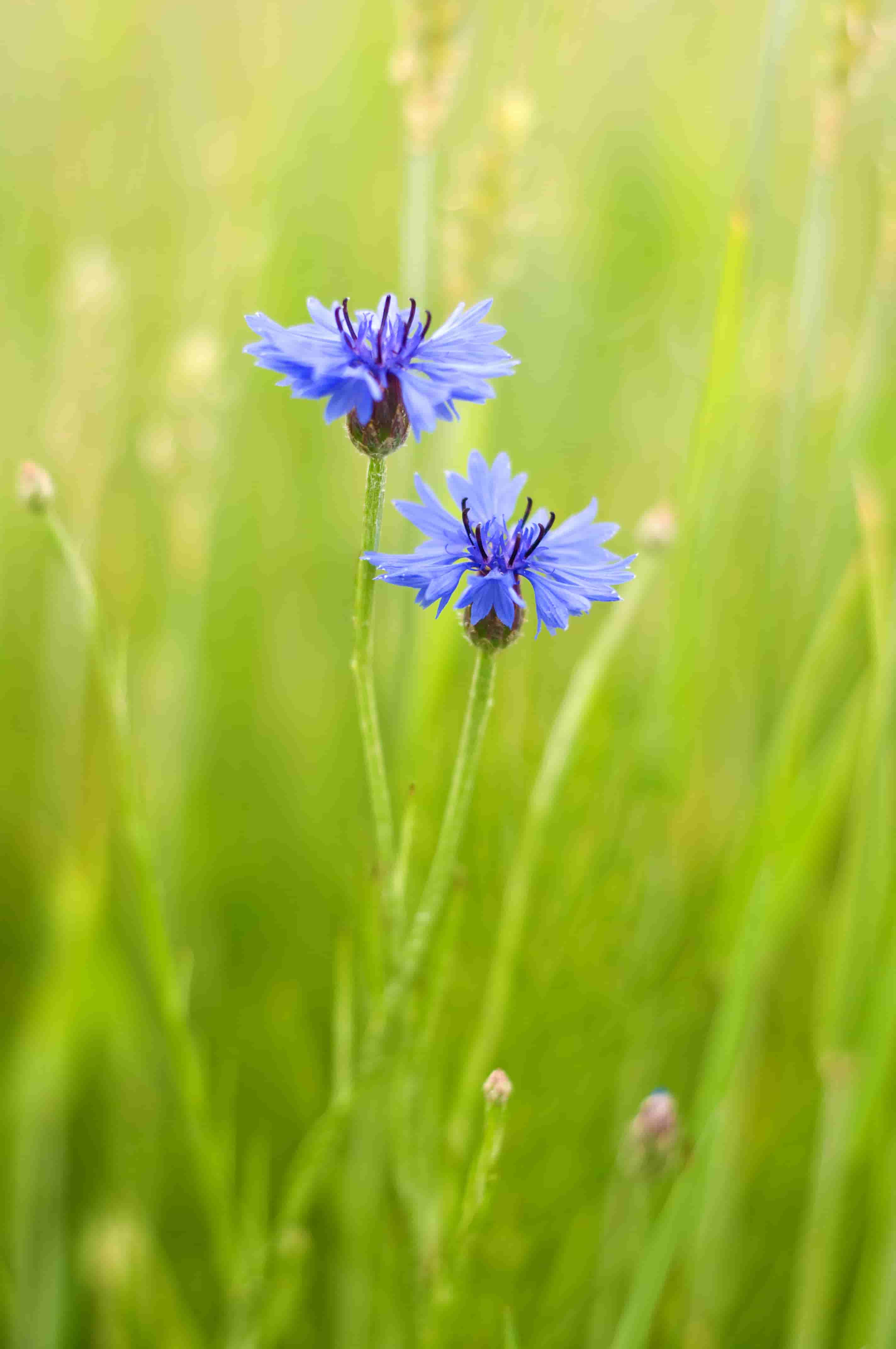 download di sfondi hd per cellulari,pianta fiorita,fiore,pianta,erba,fiore di campo