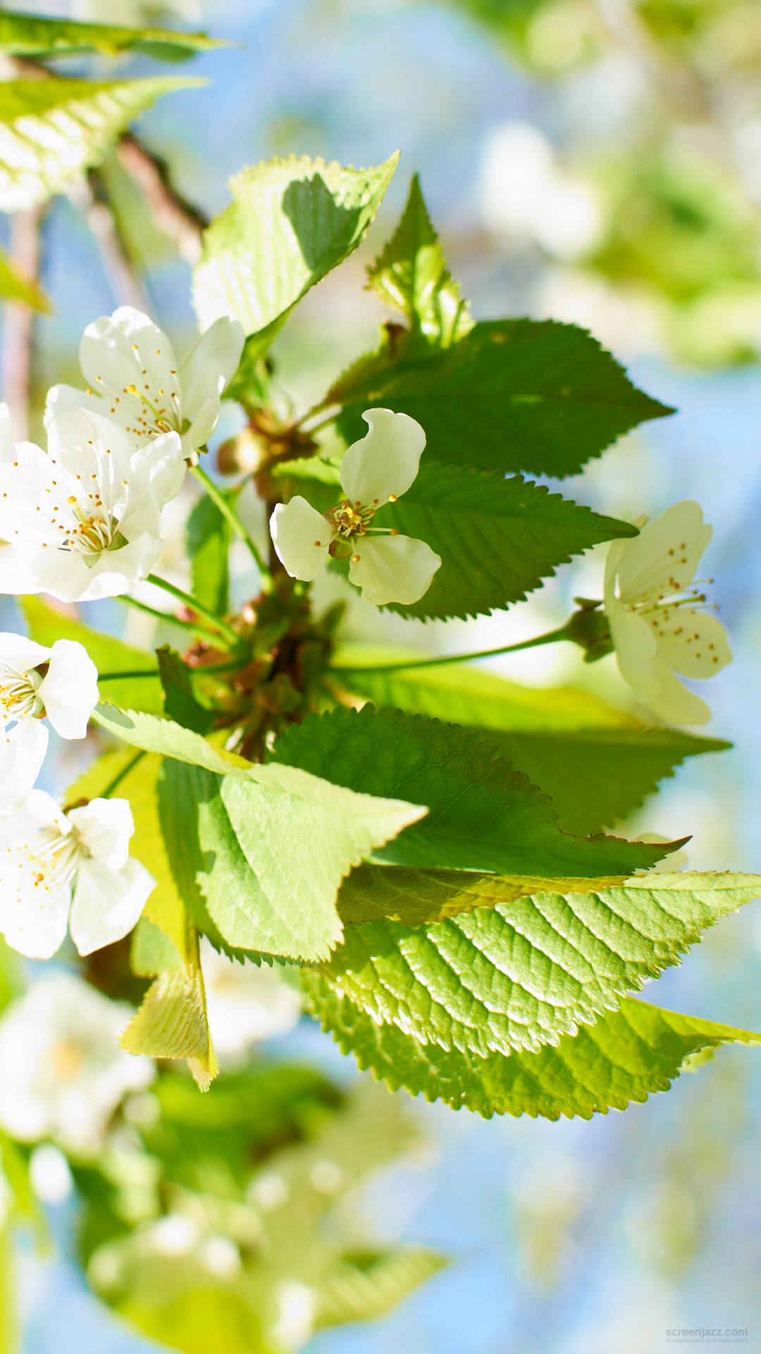 fondo de pantalla hd para móvil descarga gratuita,flor,planta floreciendo,planta,hoja,árbol