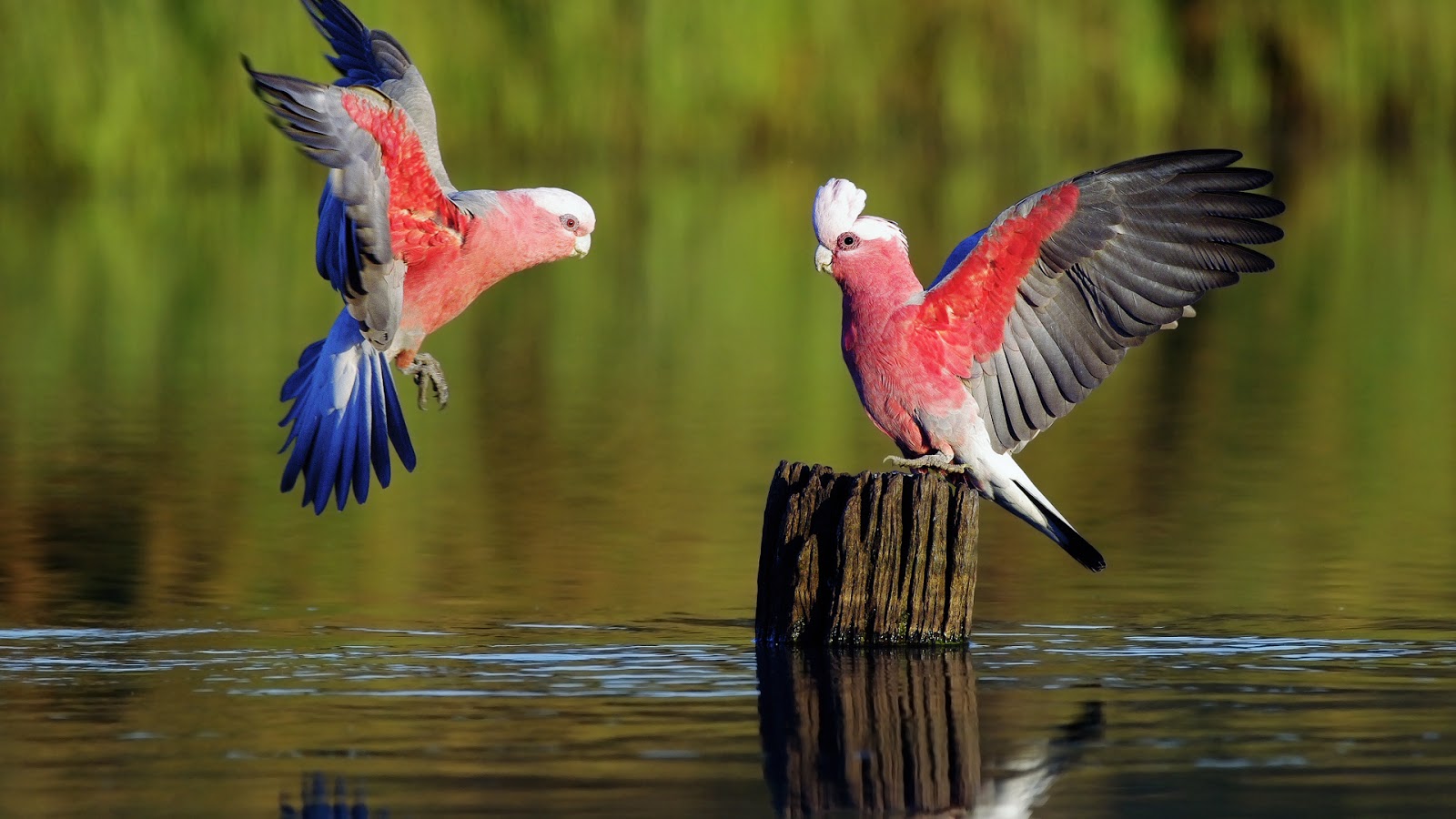 wallpaper hd für handy kostenloser download,vogel,tierwelt,flügel,ara,papagei