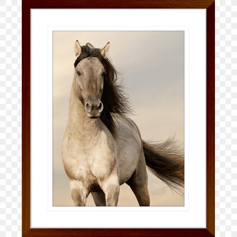 wallpaper hd for mobile free download,horse,mustang horse,stallion,mane,sorrel