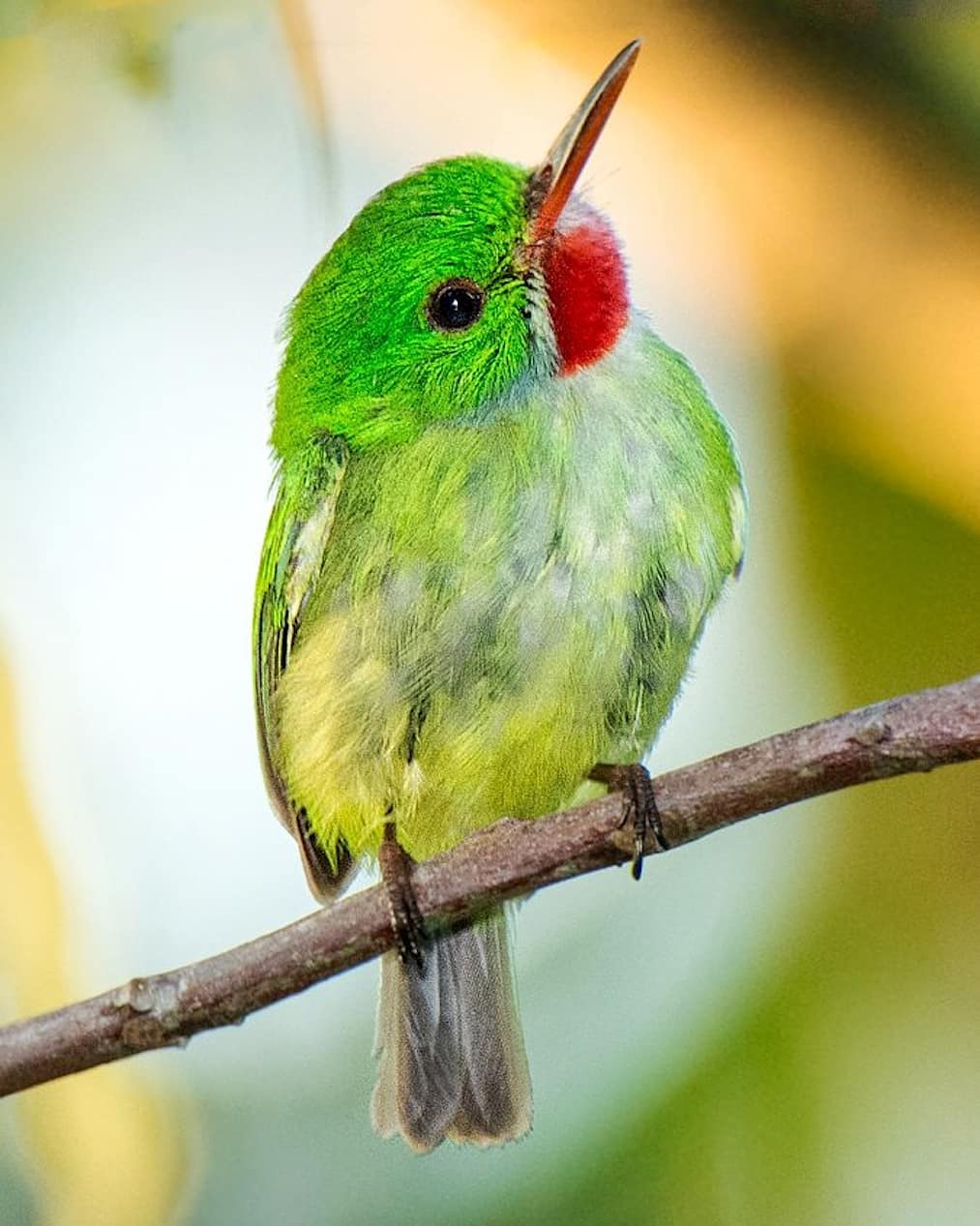 androidモバイル用の壁紙hdダウンロード,鳥,coraciiformes,ハチドリ,止まった鳥,オウム