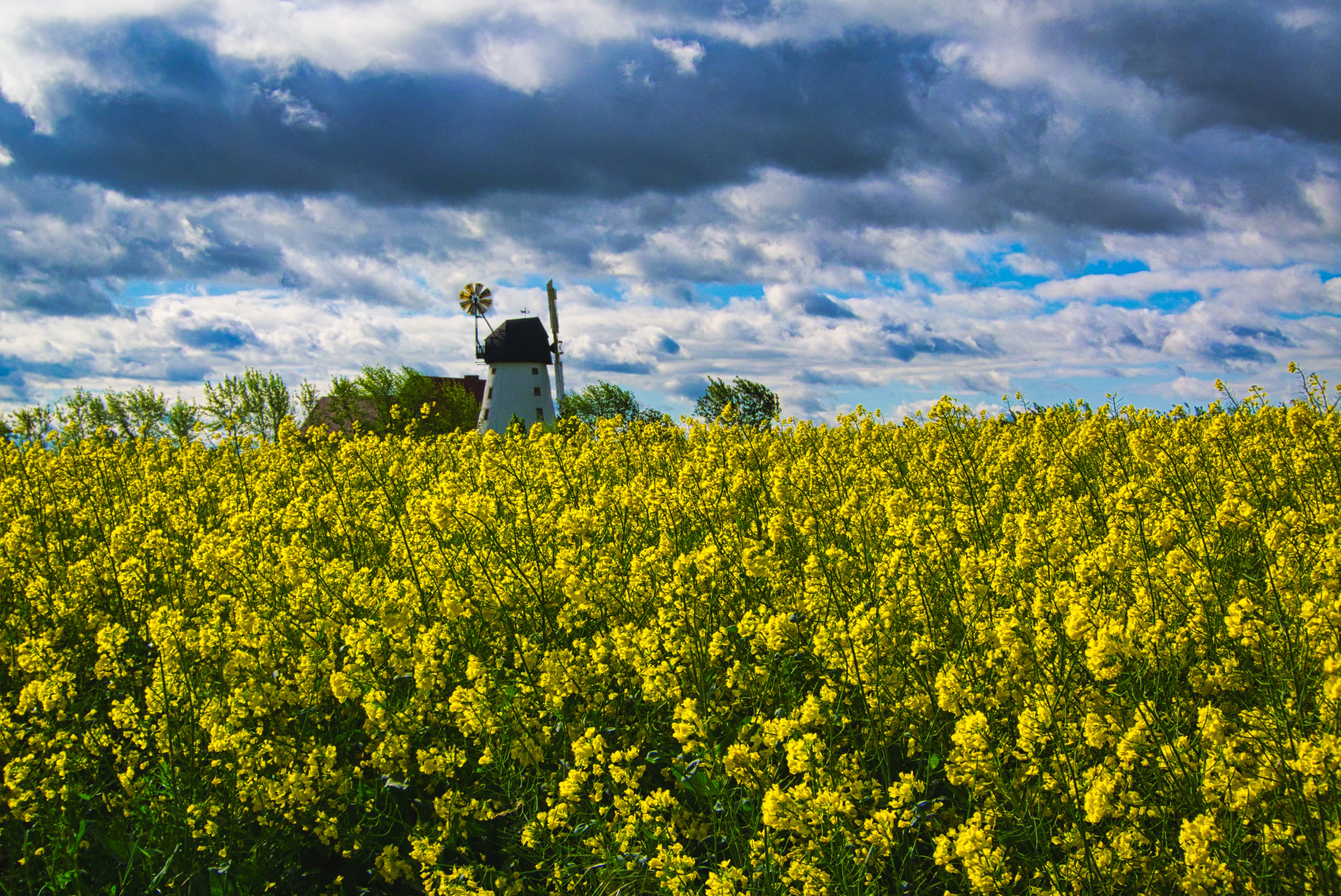 descargar hd wallpaper para android mobile,mostaza,campo,canola,amarillo,cielo