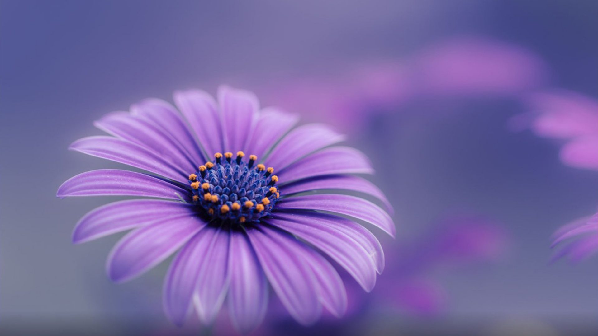 fondos de pantalla de alta definición para teléfonos móviles,azul,púrpura,violeta,pétalo,flor