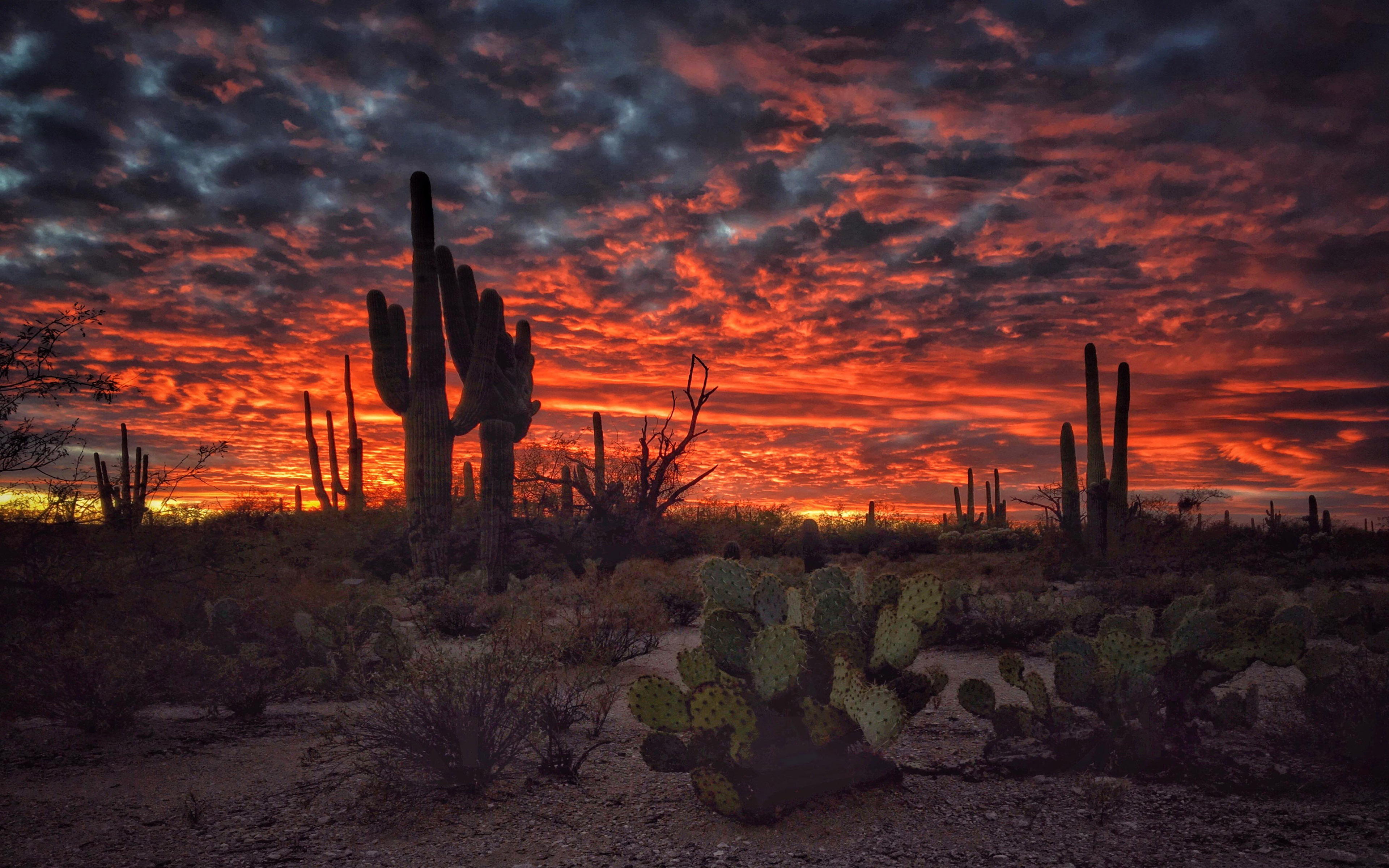 fondos de pantalla de alta definición para teléfonos móviles,saguaro,cielo,naturaleza,puesta de sol,amanecer