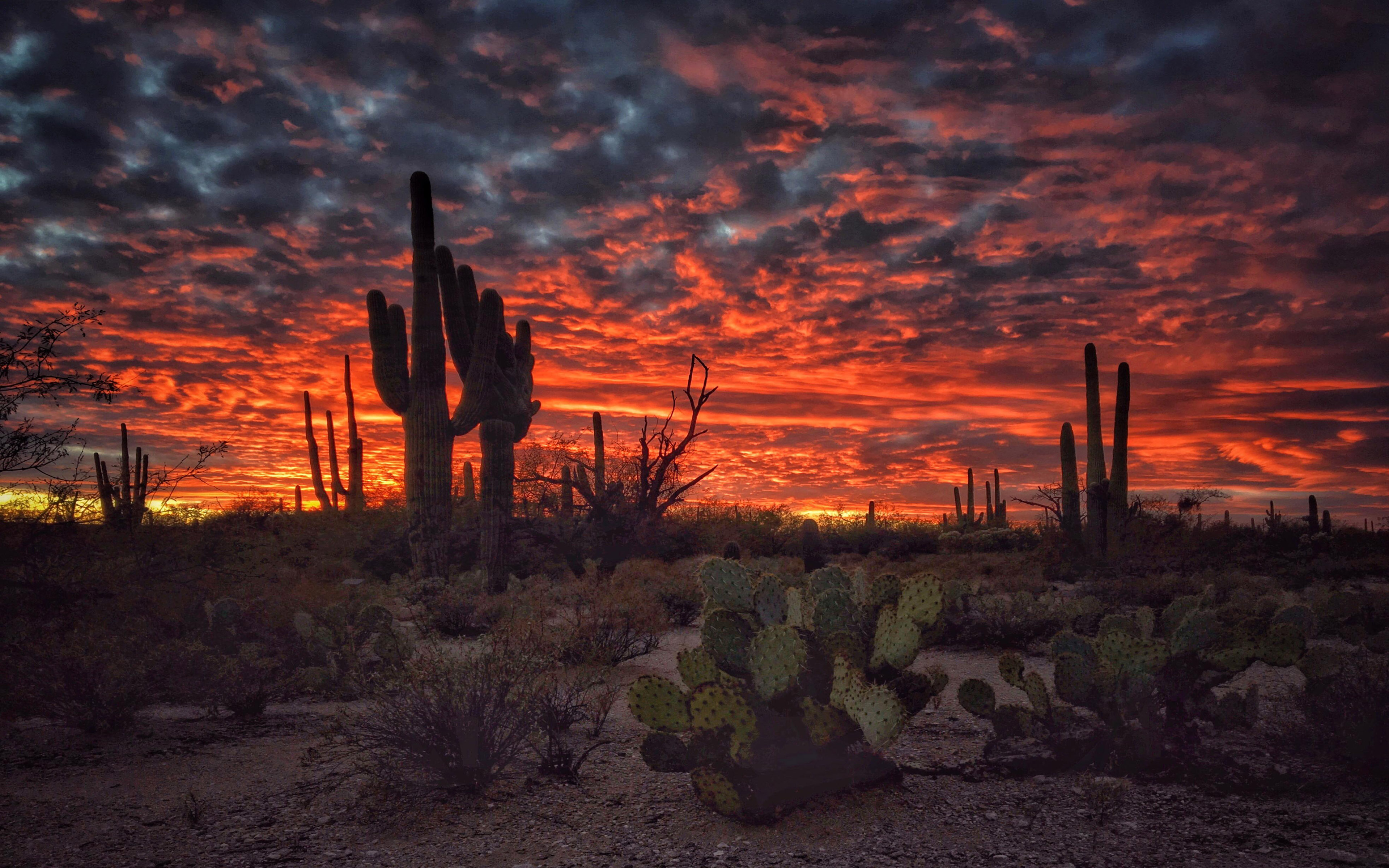 hd wallpapers for mobile phones,saguaro,sky,nature,sunset,sunrise