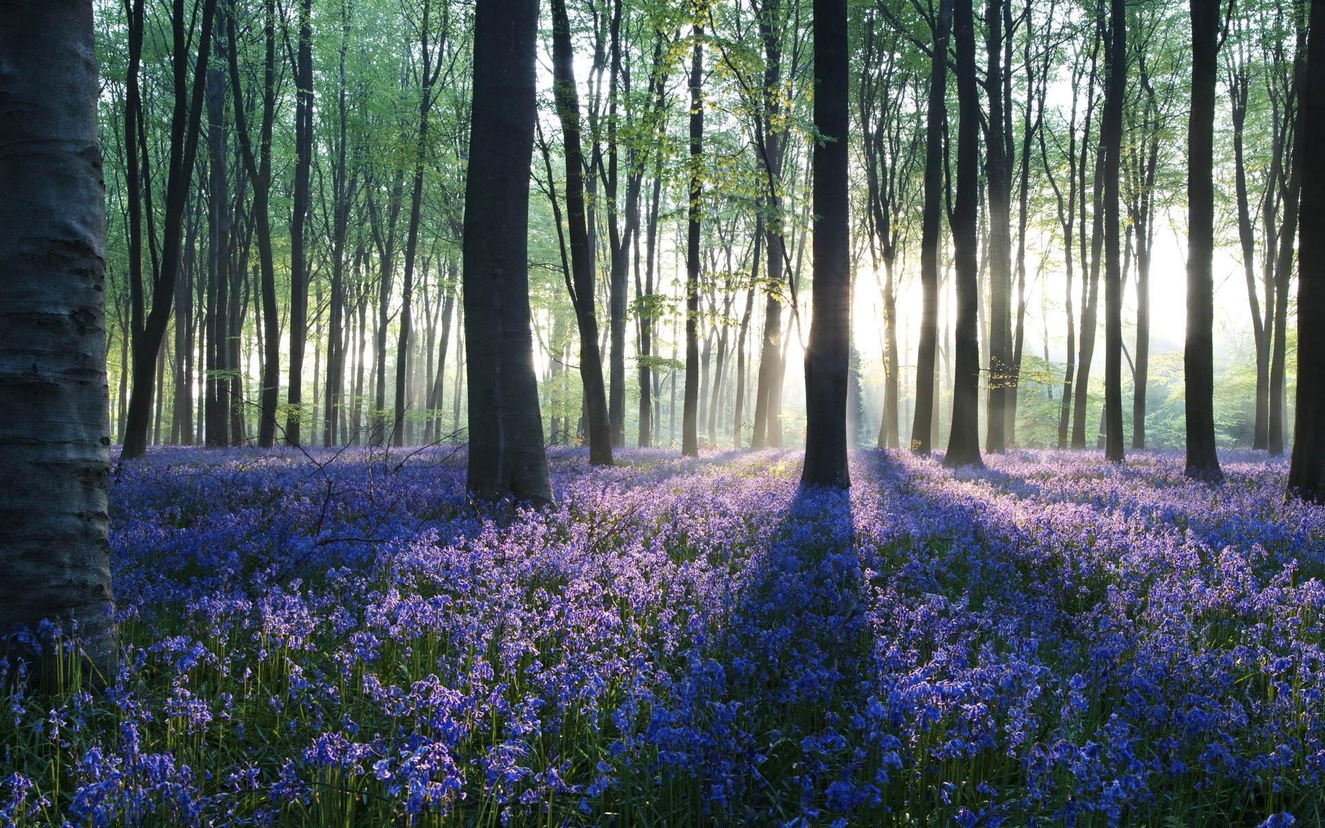 fondos de pantalla de alta definición para teléfonos móviles,paisaje natural,bosque,bosque,naturaleza,árbol