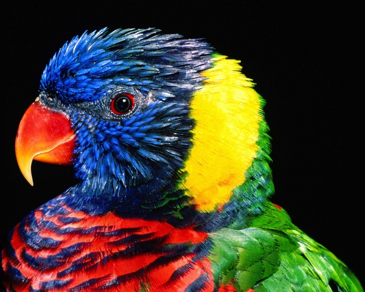 hd wallpapers for mobile phones,bird,vertebrate,beak,lorikeet,parrot