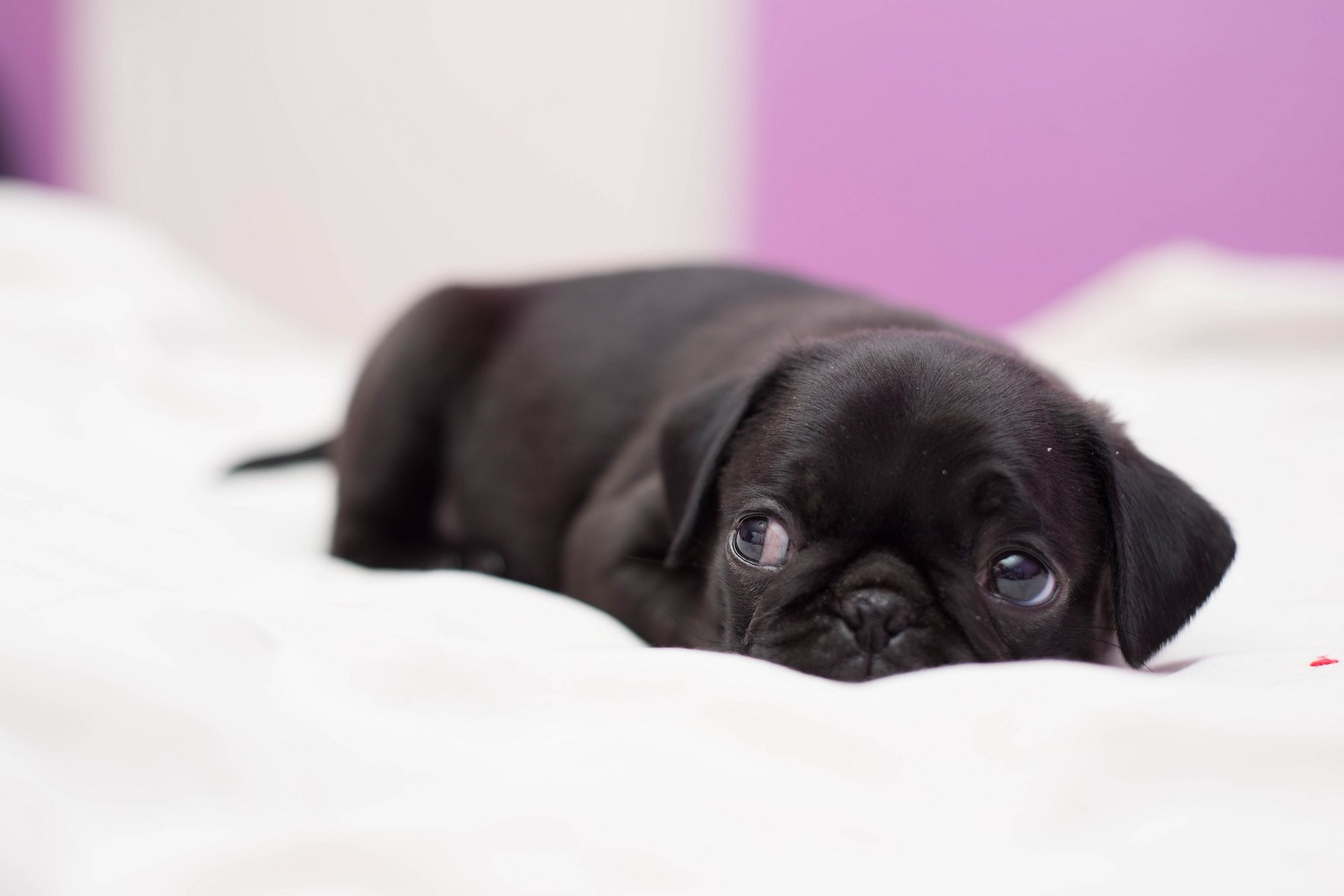 carta da parati del carlino,cane,carlino,grugno,cucciolo,cane da compagnia